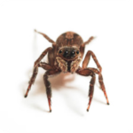spiders