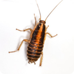 cockroaches