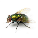 flies