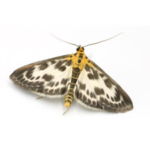 moths