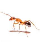 ants